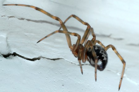 Steatoda triangulosa